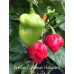 Antillais Caribbean Habanero Pepper Seeds Antillais Caribbean Habanero Pepper Seeds