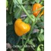 Jamacian Yellow Hot Pepper Seeds Jamacian Yellow Hot Pepper Seeds