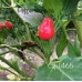 Cap 1465 Pepper Seeds 