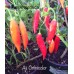 Aji Omnicolor Pepper Seeds