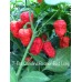 7-Pot Carolina Reaper Red Long Pepper Seeds 