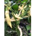 Murupi Yellow Pepper Seeds 
