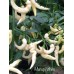 Murupi White Pepper Seeds 