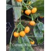 Capezzoli De Scimmia Pepper Seeds Capezzoli De Scimmia Pepper Seeds