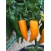 Bulgarian Carrot Pepper Seeds Bulgarian Carrot Pepper Seeds