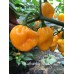 Kathumby Yellow Pepper Seeds 