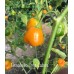 Brasileiro Tres Lobos Pepper Seeds 