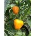 Jamacian Yellow Hot Pepper Seeds Jamacian Yellow Hot Pepper Seeds