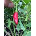 Mascapocse Pepper Seeds Mascapocse Pepper Seeds