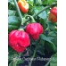 Antillais Caribbean Habanero Pepper Seeds Antillais Caribbean Habanero Pepper Seeds