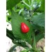 Cap 1465 Pepper Seeds 
