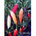 Aji Omnicolor Pepper Seeds