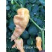 Jays Ghost Scorpion Peach Pepper Seeds