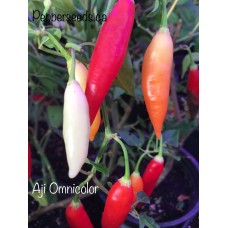 Aji Omnicolor Pepper Seeds