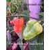 7-Pot BubbleGum X Naga Apricot Pepper Seeds 