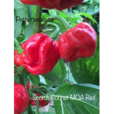 Scotch Bonnet MOA Red