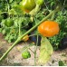 Brasileiro Tres Lobos Pepper Seeds 