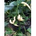 Murupi White Pepper Seeds 