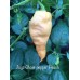 Jays Ghost Scorpion Peach Pepper Seeds
