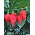 Red Gum Tiger x Chocolate Naga Brains Pepper Seeds 