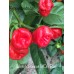 Scotch Bonnet MOA Red Scotch Bonnet MOA Red