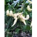 Murupi White Pepper Seeds 