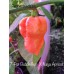 7-Pot BubbleGum X Naga Apricot Pepper Seeds 