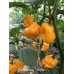 Kathumby Yellow Pepper Seeds 