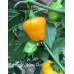Jamacian Yellow Hot Pepper Seeds Jamacian Yellow Hot Pepper Seeds