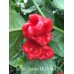 Scotch Bonnet MOA Red Scotch Bonnet MOA Red