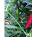 Mascapocse Pepper Seeds Mascapocse Pepper Seeds