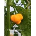 7-Pot Jonah Yellow x Scotch Bonnet Pepper Seeds 7-Pot Jonah Yellow x Scotch Bonnet Pepper Seeds