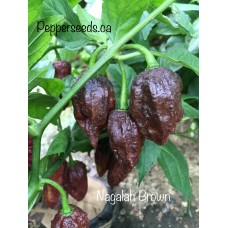 Nagalah Brown Pepper Seeds 