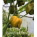 Carolina Reaper Mustard Cross Pepper Seeds 