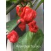Purple Ghost Scorpion Pepper Seed
