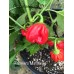 Habanero Martinique Pepper Seeds Habanero Martinique Pepper Seeds