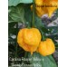 Carolina Reaper Yellow x Scotch Bonnet Yellow Pepper Seeds Carolina Reaper Yellow x Scotch Bonnet Yellow Pepper Seeds