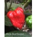 Purple Ghost Scorpion Pepper Seed