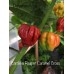 Carolina Reaper Caramel Cross Pepper Seeds 
