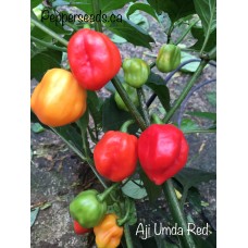 Aji Umba Red Pepper Seeds