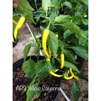 APS Yellow Cayenne Pepper Seeds APS Yellow Cayenne Pepper Seeds