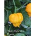 Scotch Brains Yellow Pepper seeds