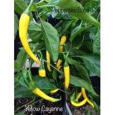 Yellow Cayenne Pepper Seeds