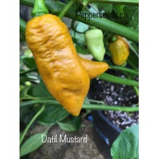 Datil Mustard Pepper Seeds