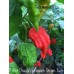 7-Pot Dragon’s Breath Strain Two Pepper Seeds 