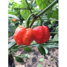 7-Pot Infinity Red Pepper Seeds