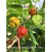 Carolina Reaper Caramel Cross Pepper Seeds 