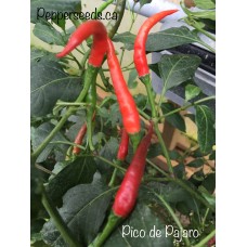 Pico de Pajaro Pepper Seeds 
