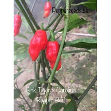 Pink Tiger x Carolina Reaper Red Pepper Seeds Pink Tiger x Carolina Reaper Red Pepper Seeds
