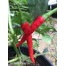 Guindilla Verde Pepper Seeds Guindilla Verde Pepper Seeds